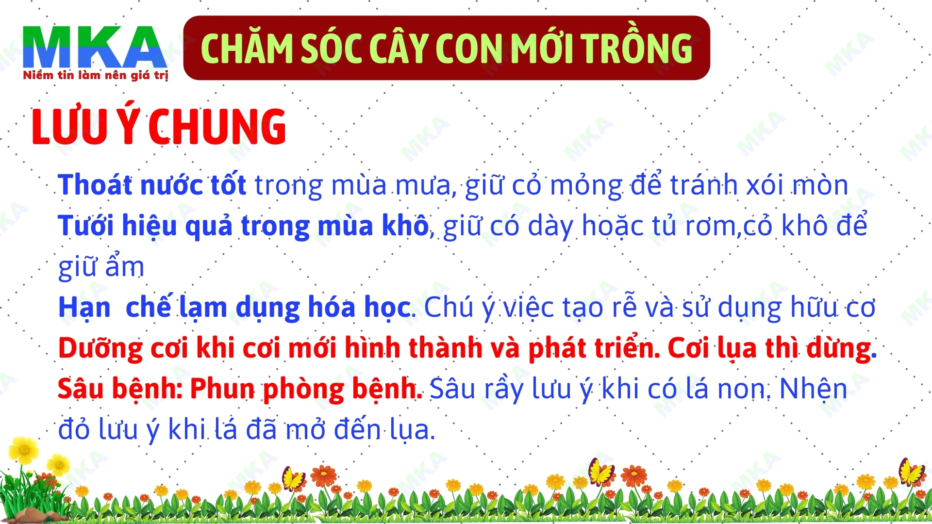 Cây con mới trồng bón phân gì